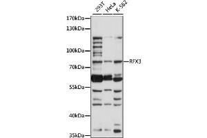 Western blot analysis of extracts of various cell lines, using RFX3 antibody (ABIN6291671) at 1:1000 dilution. (RFX3 antibody)