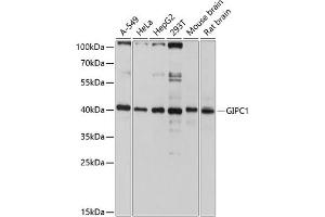 Western blot analysis of extracts of various cell lines, using GIPC1 antibody (ABIN6127955, ABIN6141093, ABIN6141094 and ABIN6214840) at 1:3000 dilution. (GIPC1 antibody  (AA 1-333))