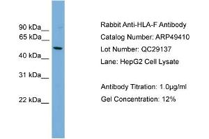 WB Suggested Anti-HLA-F  Antibody Titration: 0. (HLA-F antibody  (N-Term))