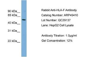 WB Suggested Anti-HLA-F  Antibody Titration: 0. (HLA-F antibody  (N-Term))