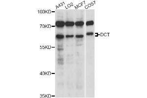 Western blot analysis of extracts of various cell lines, using DCT antibody (ABIN6291511) at 1:1000 dilution.
