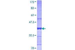 Image no. 1 for CD200 (CD200) (AA 34-124) protein (GST tag) (ABIN1348565) (CD200 Protein (CD200) (AA 34-124) (GST tag))