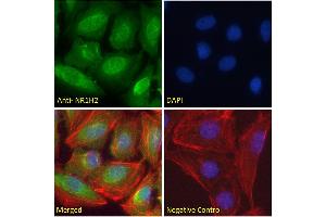 ABIN185293 Immunofluorescence analysis of paraformaldehyde fixed U2OS cells, permeabilized with 0. (NR1H2 antibody  (N-Term))