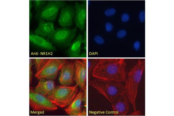 NR1H2 antibody  (N-Term)