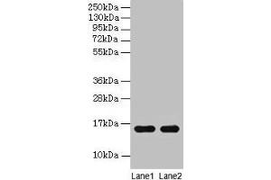 Western blot All lanes: Guinea Pig Hemoglobin antibody at 2 μg/mL Lane 1: Guinea Pig serum at 1: 100 Lane 2: Guinea Pig serum at 1: 1000 Secondary Goat polyclonal to rabbit IgG at 1/15000 dilution Predicted band size: 16 kDa Observed band size: 16 kDa (Hemoglobin antibody)