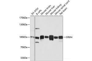 Western blot analysis of extracts of various cell lines using GRIA4 Polyclonal Antibody at dilution of 1:1000. (GRIA4 antibody)