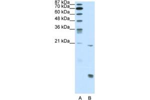 Western Blotting (WB) image for anti-Runt-Related Transcription Factor 1 (RUNX1) antibody (ABIN2461640) (RUNX1 antibody)