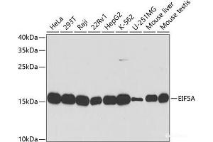 Western blot analysis of extracts of various cell lines using EIF5A Polyclonal Antibody at dilution of 1:1000.