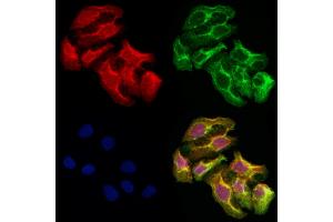 ABIN6263235 and ABIN6278161 staining Hela cells by IF/ICC. (MFN2 antibody  (N-Term))