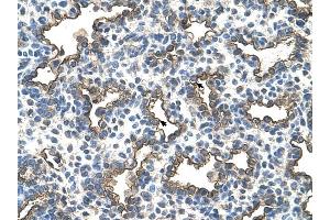 Podoplanin antibody was used for immunohistochemistry at a concentration of 4-8 ug/ml to stain Alveolar cells (arrows) in Human Lung. (Podoplanin antibody  (N-Term))