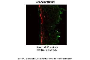 Application: ImmunohistochemistrySpecies+tissue/cell type: Mouse Gut Tissue TgWnt1-Cre/+ Ednrbflex3/+ Rosa26YFPStop/YFPStopHow many µg's of tissue/cell lysate run on the gel: 11 mg Mouse Gut Tissue Primary Antibody dilution: 1:50Secondary Antibody: Goat anti-rabbit-cy3 Secondary Antibody Dilution: 1:0500 (GRIA2 antibody  (N-Term))