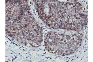 Image no. 7 for anti-CoA Synthase (COASY) antibody (ABIN1497556) (COASY antibody)