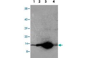 Western blot analysis of tissue extracts with DDT polyclonal antibody . (DDT antibody  (C-Term))