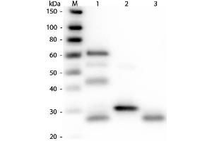 Western Blot of Anti-Chicken IgG (H&L) (RABBIT) Antibody . (Rabbit anti-Chicken IgG (Heavy & Light Chain) Antibody (Alkaline Phosphatase (AP)))