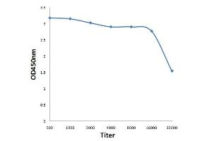 Antigen: 0. (CUBN antibody  (AA 51-150))