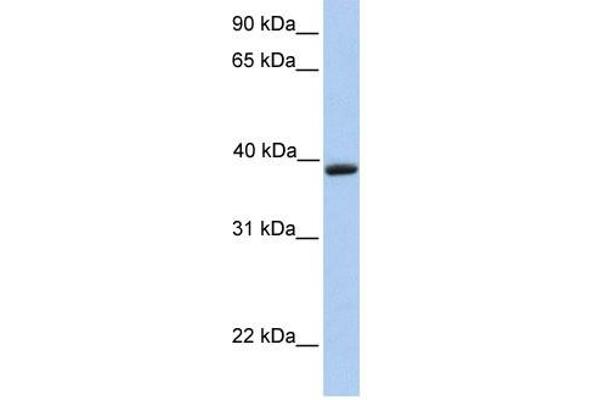 Aquaporin 10 antibody  (C-Term)