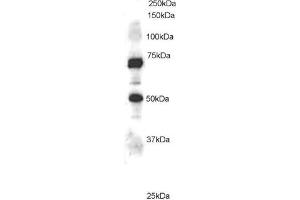 ABIN184680 staining (1µg/ml) of Jurkat lysate (RIPA buffer, 35µg total protein per lane).