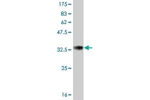 Western Blot detection against Immunogen (33. (ATOX1 antibody  (AA 1-68))