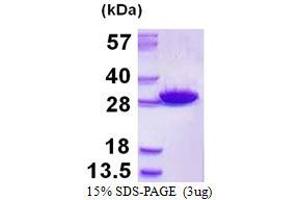 Image no. 1 for Glutathione S-Transferase mu 5 (GSTM5) protein (His tag) (ABIN1098315)