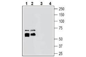 Western Blotting (WB) image for anti-ADAM Metallopeptidase Domain 10 (ADAM10) (AA 400-414), (Extracellular) antibody (ABIN7042880)
