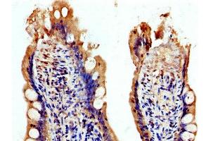 IHC image of ABIN7174344 diluted at 1:200 and staining in paraffin-embedded human small intestine tissue performed on a Leica BondTM system. (USP48 antibody  (AA 358-508))