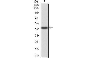 Western blot analysis using ANXA5 mAb against human ANXA5 (AA: 160-320) recombinant protein. (Annexin V antibody  (AA 160-320))