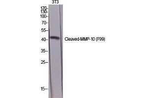Western Blot (WB) analysis of specific cells using Cleaved-MMP-10 (F99) Polyclonal Antibody. (MMP10 antibody  (cleaved, Phe99))
