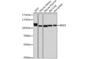 Western blot analysis of extracts of various cell lines using BRD3 Polyclonal Antibody at dilution of 1:1000. (BRD3 antibody)