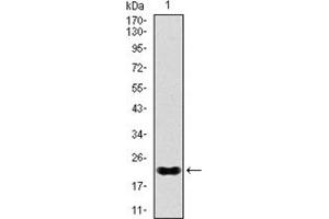 Western Blotting (WB) image for anti-NK2 Homeobox 2 (Nkx2-2) antibody (ABIN1108465) (Nkx2-2 antibody)