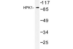 Image no. 1 for anti-Mitogen-Activated Protein Kinase Kinase Kinase Kinase 1 (MAP4K1) antibody (ABIN272248)
