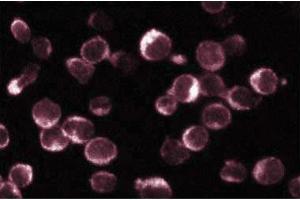Immunofluorescence staining of Jurkat cells (Human T-cell leukemia, ATCC TIB-152). (NFAT1 antibody  (AA 29-181))