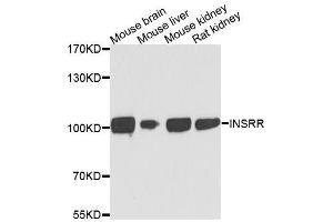 Western blot analysis of extracts of various cell lines, using INSRR antibody.