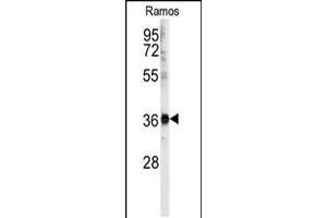 Western blot analysis of anti- in Ramos cell line lysates (35ug/lane). (U2AF1 antibody  (AA 99-125))