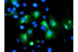 Immunofluorescence (IF) image for anti-Myeloid Leukemia Factor 1 (MLF1) antibody (ABIN1499494) (MLF1 antibody)