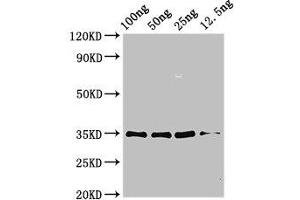 anti-Asp F 3 (AA 1-168) antibody