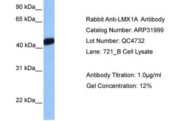 LMX1A antibody  (Middle Region)