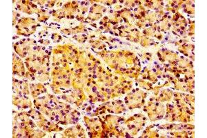 Immunohistochemistry of paraffin-embedded human pancreatic tissue using ABIN7156829 at dilution of 1:100