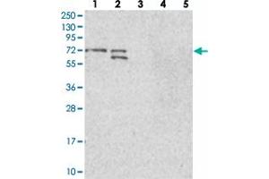 Western blot analysis of Lane 1: RT-4, Lane 2: U-251 MG, Lane 3: Human Plasma, Lane 4: Liver, Lane 5: Tonsil with BRAP polyclonal antibody  at 1:100-1:250 dilution.