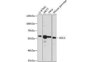 Western blot analysis of extracts of various cell lines using EDC3 Polyclonal Antibody at dilution of 1:3000. (EDC3 antibody)