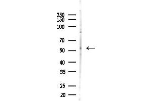 anti-Guanine Nucleotide Binding Protein (G Protein), alpha 15 (Gq Class) (GNA15) (C-Term) antibody