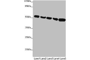 Western blot All lanes: SUCLA2 antibody at 1. (SUCLA2 antibody  (AA 1-180))