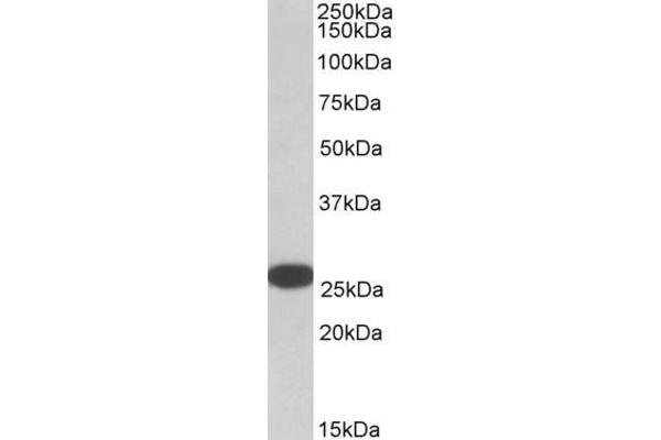 RANBP1 Antikörper  (C-Term)