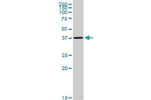 ACOT7 MaxPab polyclonal antibody. (ACOT7 antibody  (AA 1-380))