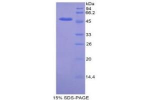 SDS-PAGE (SDS) image for Kinesin Family Member 5A (KIF5A) (AA 2-211) protein (His tag,GST tag) (ABIN2123126)