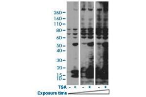 Western blot analysis of HeLa cells nontreated or treated with 400 nM Trichostatin A (TSA) using Acetylated-Lysine monoclonal antibody, clone RM101  at 1:2000 dilution. (Acetylated Lysine antibody  (acetylated))