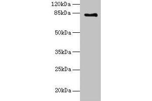 Western blot All lanes: LCA5 antibody at 18 μg/mL + Mouse kidney tissue Secondary Goat polyclonal to rabbit IgG at 1/10000 dilution Predicted band size: 81 kDa Observed band size: 81 kDa (LCA5 antibody  (AA 101-400))