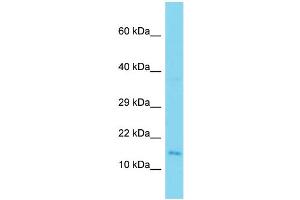 anti-Spaca9 (C-Term) antibody