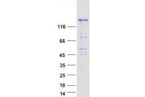 Validation with Western Blot (PIK3C2B Protein (Myc-DYKDDDDK Tag))