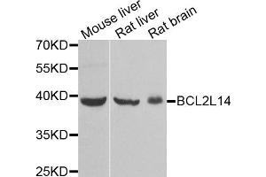 Western blot analysis of extracts of various cell lines, using BCL2L14 antibody (ABIN5973873) at 1/1000 dilution. (BCL2L14 antibody)
