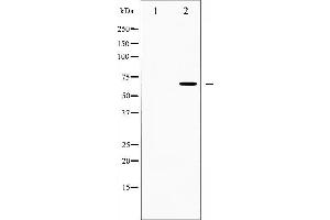 Western blot analysis of CDC25B expression in RAW264. (CDC25B antibody  (Internal Region))